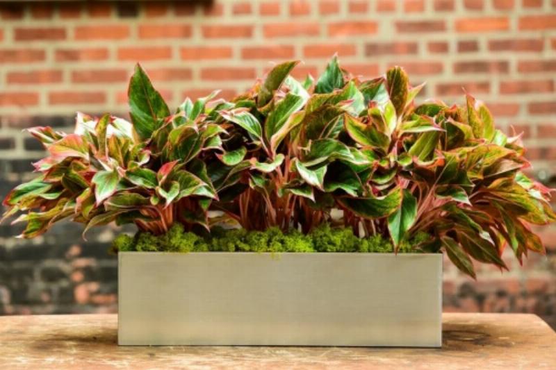 Một chậu cây Phú Quý với lá màu đỏ/hồng đậm đặt trên bàn, thể hiện màu sắc thuộc hành Hỏa, thường không phù hợp với người mệnh Thuỷ theo nguyên tắc tương khắc.